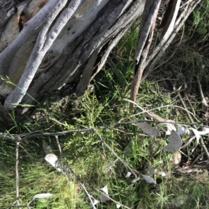 Melicytus angustifolius subsp. divaricatus at Yaouk, NSW - 19 Nov 2022