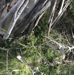 Melicytus angustifolius subsp. divaricatus at Yaouk, NSW - 19 Nov 2022