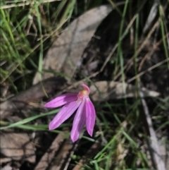 Caladenia carnea (Pink Fingers) at Yaouk, NSW - 19 Nov 2022 by Tapirlord