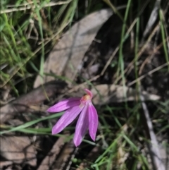 Caladenia carnea at Yaouk, NSW - 19 Nov 2022