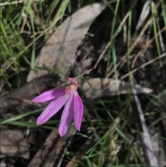 Caladenia carnea at Yaouk, NSW - 19 Nov 2022