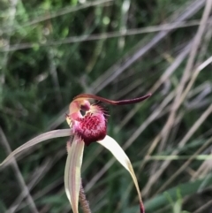 Caladenia montana (Mountain Spider Orchid) at Yaouk, NSW - 18 Nov 2022 by Tapirlord