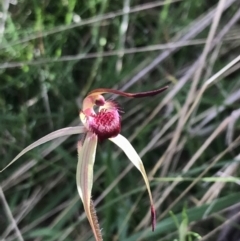 Caladenia montana at Yaouk, NSW - suppressed