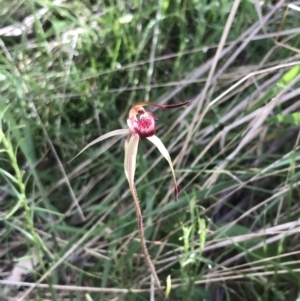 Caladenia montana at Yaouk, NSW - suppressed