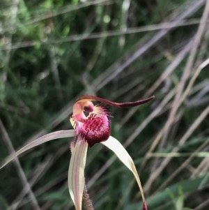 Caladenia montana at Yaouk, NSW - suppressed