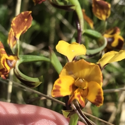 Diuris semilunulata (Late Leopard Orchid) at Yaouk, NSW - 18 Nov 2022 by Tapirlord