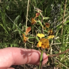 Diuris semilunulata at Yaouk, NSW - suppressed