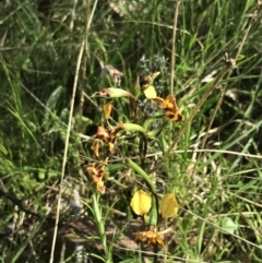 Diuris semilunulata at Yaouk, NSW - suppressed