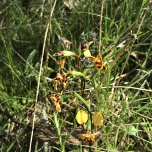 Diuris semilunulata at Yaouk, NSW - suppressed