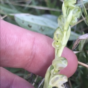 Hymenochilus crassicaulis at Yaouk, NSW - suppressed