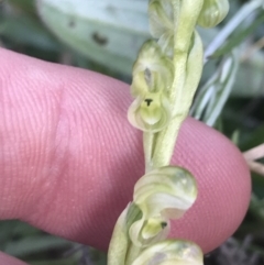 Hymenochilus crassicaulis at Yaouk, NSW - suppressed