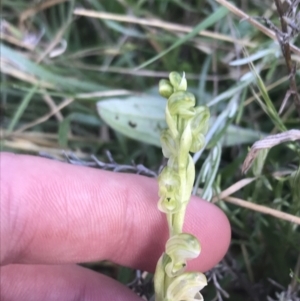 Hymenochilus crassicaulis at Yaouk, NSW - suppressed