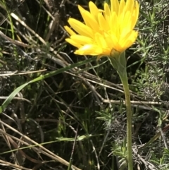 Microseris lanceolata (Yam Daisy) at Yaouk, NSW - 18 Nov 2022 by Tapirlord