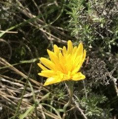 Microseris lanceolata at Yaouk, NSW - 19 Nov 2022