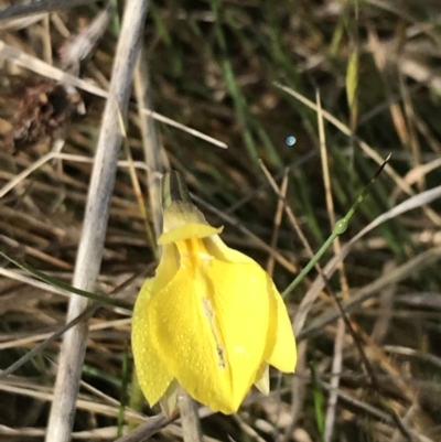 Diuris subalpina (Small Snake Orchid) at Yaouk, NSW - 19 Nov 2022 by Tapirlord