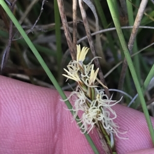 Carex chlorantha at Yaouk, NSW - 19 Nov 2022 08:06 AM