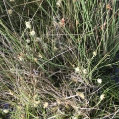 Carex chlorantha at Yaouk, NSW - 19 Nov 2022