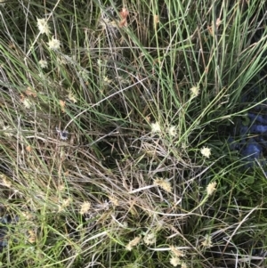 Carex chlorantha at Yaouk, NSW - 19 Nov 2022