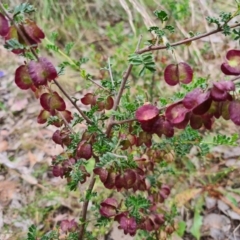 Dodonaea boroniifolia (Boronia hopbush) at Manton, NSW - 5 Dec 2022 by Sonya_Duus