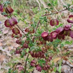 Dodonaea boroniifolia (Boronia hopbush) at Manton, NSW - 5 Dec 2022 by sduus