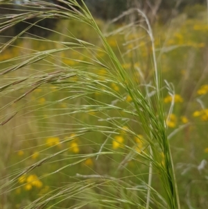 Austrostipa bigeniculata at Theodore, ACT - 5 Dec 2022