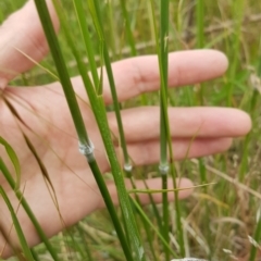 Austrostipa bigeniculata at Theodore, ACT - 5 Dec 2022