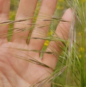 Austrostipa bigeniculata at Theodore, ACT - 5 Dec 2022