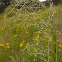 Austrostipa bigeniculata at Theodore, ACT - 5 Dec 2022