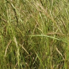 Vulpia bromoides (Squirrel-tail Fescue, Hair Grass) at Rugosa - 4 Dec 2022 by SenexRugosus