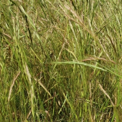 Vulpia bromoides (Squirrel-tail Fescue, Hair Grass) at Yass River, NSW - 4 Dec 2022 by SenexRugosus