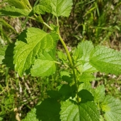 Melissa officinalis (Lemon Balm, Common Balm) at Theodore, ACT - 4 Dec 2022 by VeraKurz