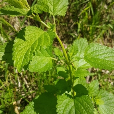 Melissa officinalis (Lemon Balm, Common Balm) at Theodore, ACT - 3 Dec 2022 by VeraKurz