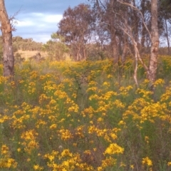 Hypericum perforatum (St John's Wort) at Pine Island to Point Hut - 5 Dec 2022 by michaelb