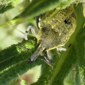 Larinus latus at Yass River, NSW - 5 Dec 2022