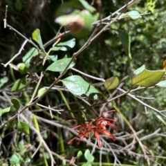 Grevillea oxyantha subsp. oxyantha (Kybean Grevillea) at Cotter River, ACT - 29 Nov 2022 by Pirom