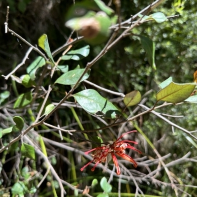 Grevillea oxyantha subsp. oxyantha (Kybean Grevillea) at Cotter River, ACT - 29 Nov 2022 by Pirom