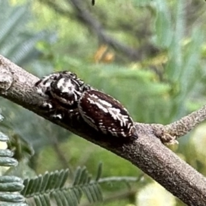 Opisthoncus sp. (genus) at Ainslie, ACT - 1 Dec 2022