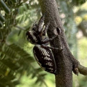 Opisthoncus sp. (genus) at Ainslie, ACT - 1 Dec 2022