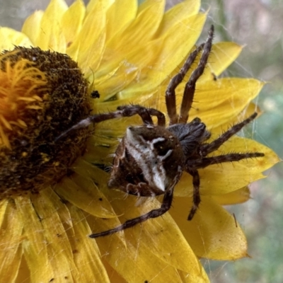 Backobourkia (genus) (An orb weaver) at Ainslie, ACT - 3 Dec 2022 by Pirom