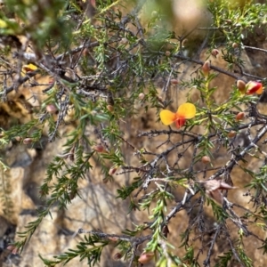 Dillwynia phylicoides at Cotter River, ACT - 29 Nov 2022 11:57 AM