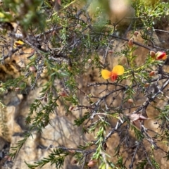 Dillwynia phylicoides (A Parrot-pea) at Cotter River, ACT - 29 Nov 2022 by Pirom