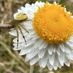 Lehtinelagia prasina (Leek-green flower spider) at Ainslie, ACT - 27 Nov 2022 by Pirom