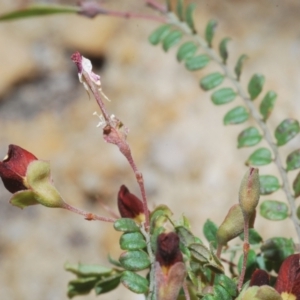 Bossiaea buxifolia at Cotter River, ACT - 4 Dec 2022