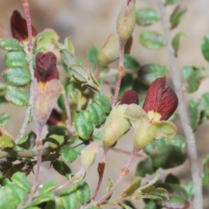 Bossiaea buxifolia at Cotter River, ACT - 4 Dec 2022