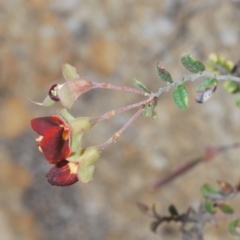 Bossiaea buxifolia at Cotter River, ACT - 4 Dec 2022