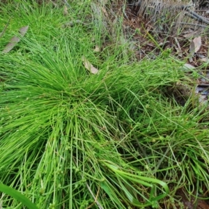 Isolepis inundata at Yass River, NSW - 3 Dec 2022