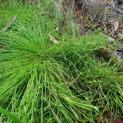 Isolepis inundata (Swamp Club Rush) at Rugosa - 3 Dec 2022 by SenexRugosus