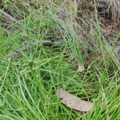 Isolepis inundata at Yass River, NSW - 3 Dec 2022