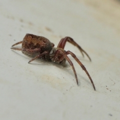 Salsa fuliginata (Sooty Orb-weaver) at Yass River, NSW - 4 Dec 2022 by SenexRugosus