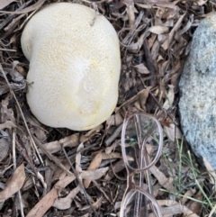 Calvatia sp. (a puffball ) at Hackett, ACT - 5 Dec 2022 by rosiecooney